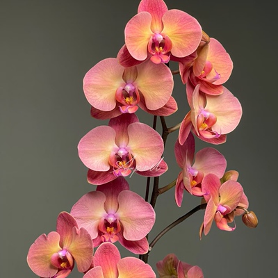 【霞光】蝴蝶兰苗3.5寸大杯大苗 基地直发 包对版包邮