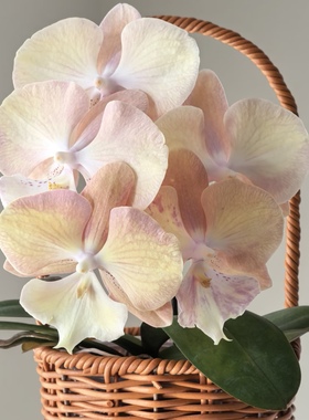 【彩虹独角兽 】3.5寸大杯大苗爆根蝴蝶兰苗基地直发包对版包邮