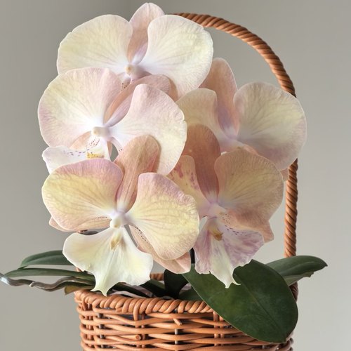 【彩虹独角兽 】3.5寸大杯大苗爆根蝴蝶兰苗基地直发包对版包邮