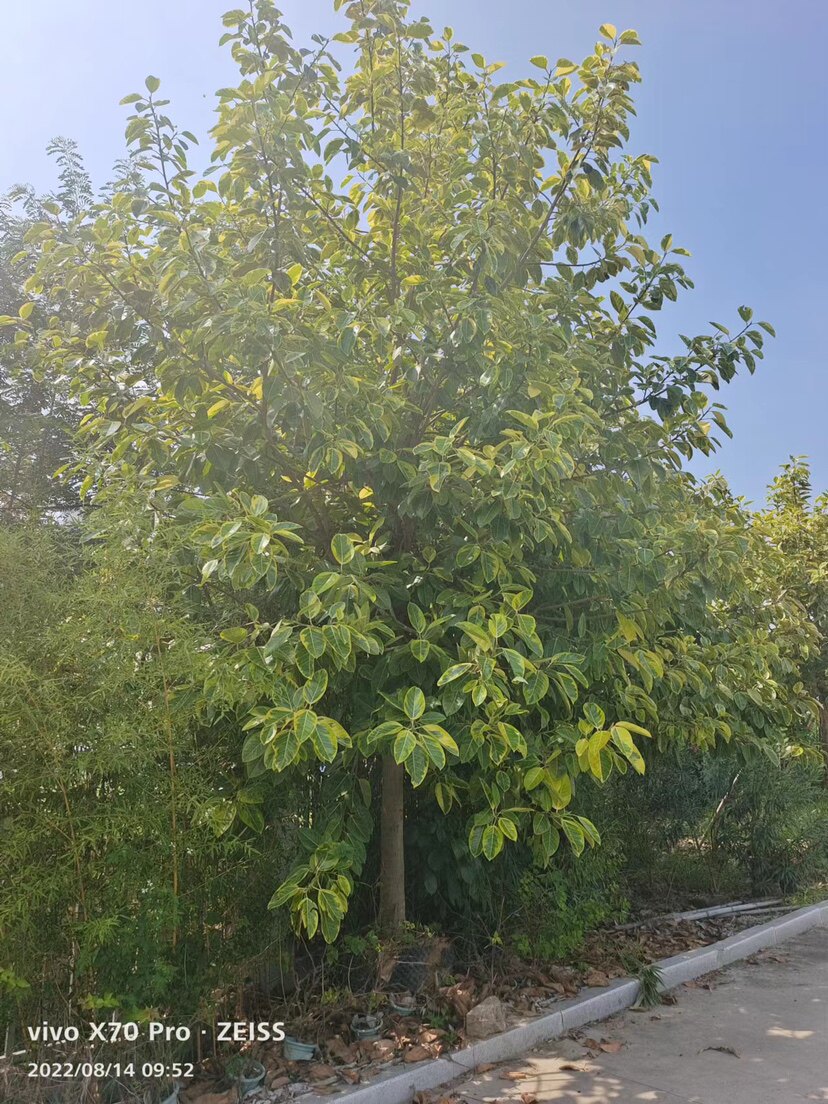 花叶富贵榕漳州诚远苗木基地富贵