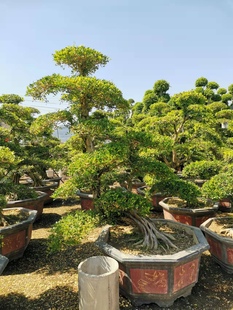 九里香红花继木造型盆景盆景真树迎客松罗汉松大树盆景福建茶 包邮