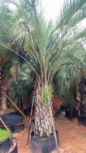 布迪椰子加拿利海枣中东海枣老人葵狐尾椰子假槟榔大王椰子蒲葵树