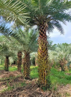 精品中东海枣粗壮杆银海枣麟片完整绿色麟片中东海枣种植基地现货