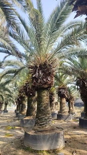 加拿利海枣移栽苗假植苗专业大型种植基地热带棕榈海枣树产地低价