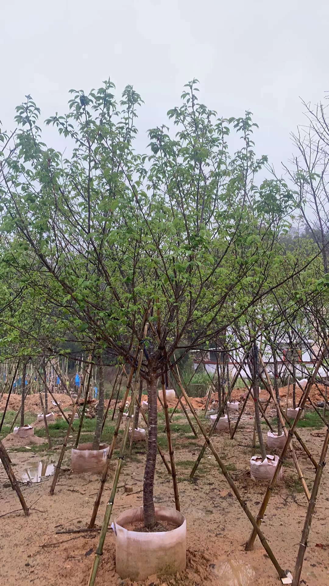 福建山樱花全国大型种植基地直销樱花产地绿化苗木标准行道树绿化