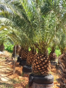 加拿利海枣福建种植加拿利海枣棕榈树种植基地农户一手货源出售