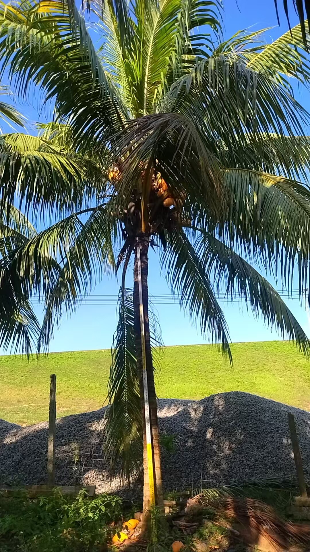 海南椰子树产地直销基地海南金椰子树海岛风情绿化树海边沙滩度假