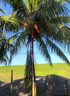 海南椰子树产地直销基地海南金椰子树海岛风情绿化树海边沙滩度假