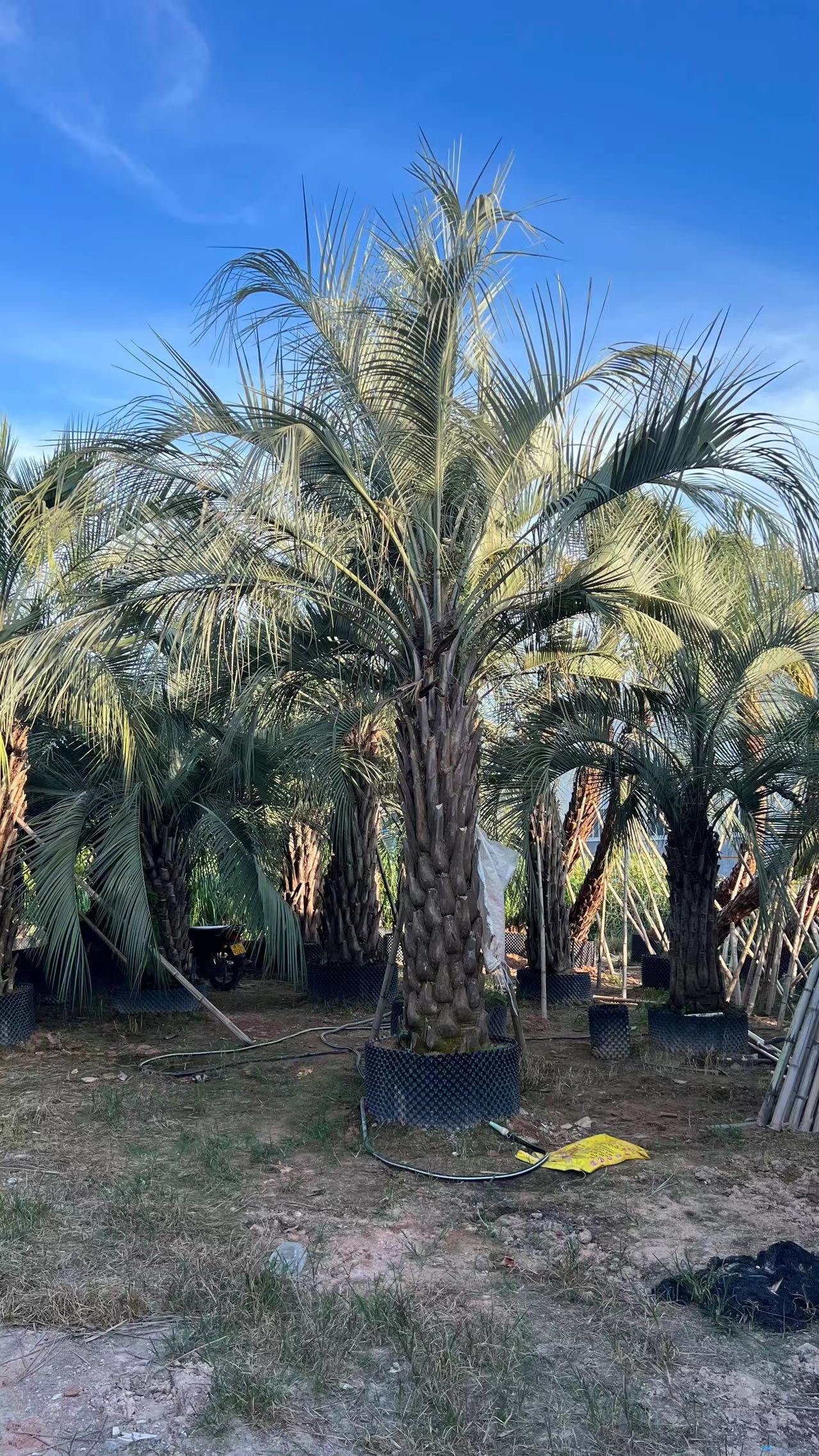 精品布迪椰子移栽苗耐寒棕榈树可承受零下20度福建布迪椰子基地售