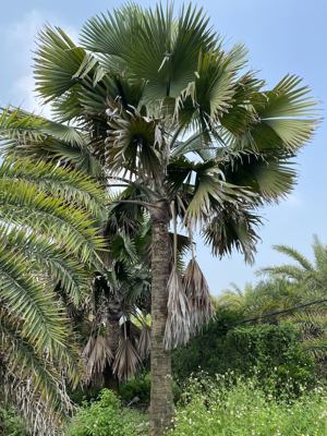 霸王嫁接棕种植容器苗地苗现货供应云南霸王棕南北方浙江霸王棕