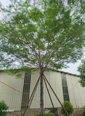 精品凤凰木价格福建凤凰木种植基地浙江凤凰木价格重庆凤凰木价格