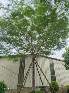 精品凤凰木价格福建凤凰木种植基地浙江凤凰木价格重庆凤凰木价格
