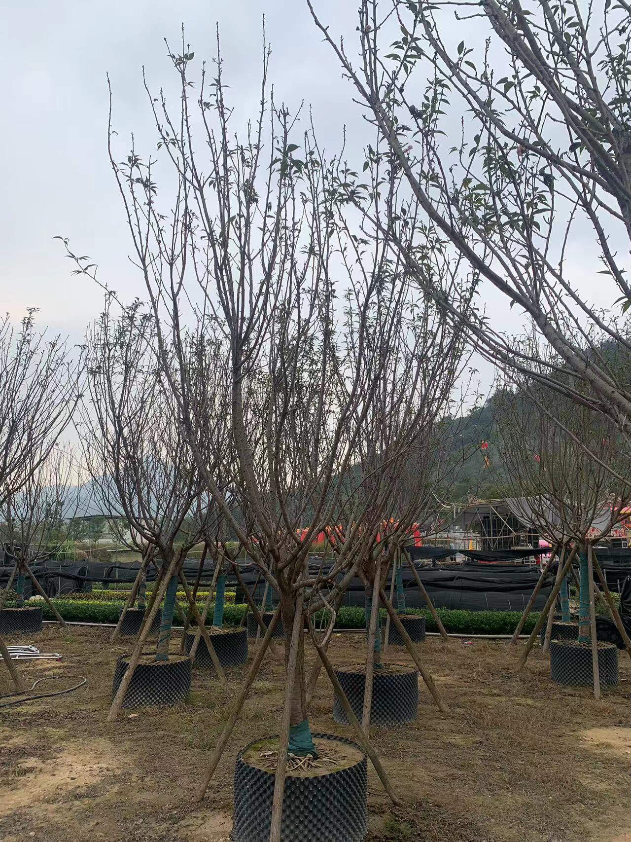 精品日本晚樱容器苗移栽苗种植基地一手货源浙江日本晚樱发货基地