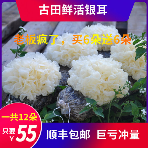 12朵盒装顺丰包邮福建古田天然鲜活银耳新鲜白木耳特级糯雪耳丑耳