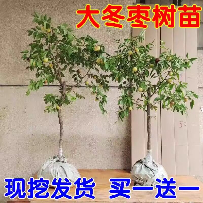 新疆和田大枣树苗特大红枣树苗枣树活苗南北方种植当年结果