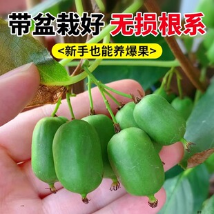 软枣猕猴桃果苗四季盆栽阳台庭院南方种植带土树苗当年结果