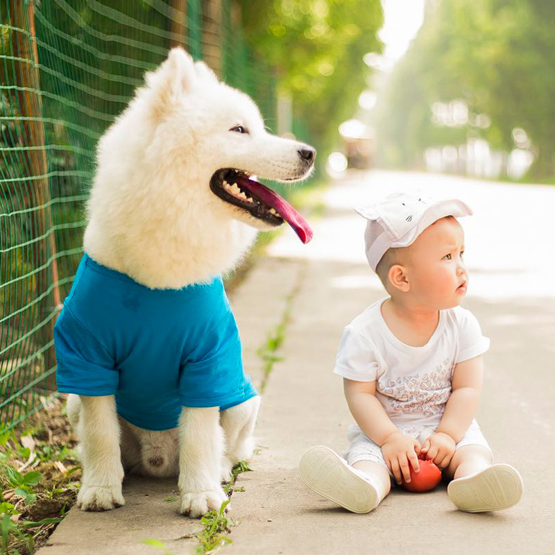 夏天萨摩耶金毛拉布拉多中大型犬图片