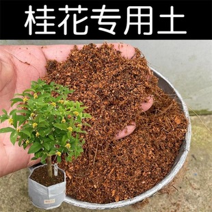 桂花专用土营养土桂花土有机酸性土壤家用盆栽植物种植土红土花肥