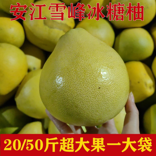 湖南怀化安江雪峰冰糖柚子老树小苦柚新鲜药柚白心土柚特大果