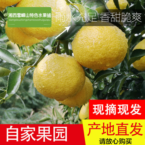 湖南怀化黄金贡柚春香柚象山青甜