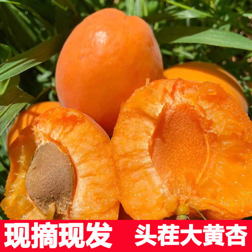 陕西头茬杏子现摘新鲜时令水果 当季酸甜脆杏大黄杏整箱包邮 孕妇
