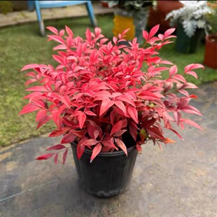 火焰南天竹盆栽暮光之城南天竹红叶红宝石湾流青柠檬花园耐寒植物