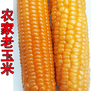 新鲜老玉米笨玉米嫩黄玉米农家老式传统5斤粗粮农村传统老品种
