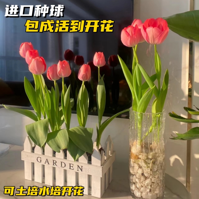 郁金香种球水培花卉植物室内花四季开花种子盆栽花苗水养土培好活