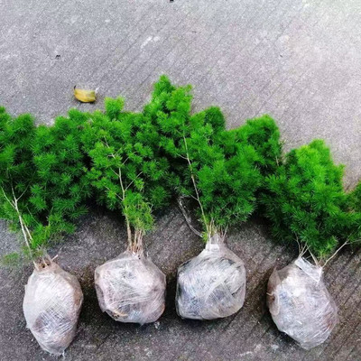 蓬莱松盆栽室内猴年招财绿植