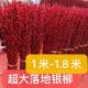 招财银柳真花鲜枝春节年宵花卉客厅摆放粗装 饰 干花银柳新年室内装