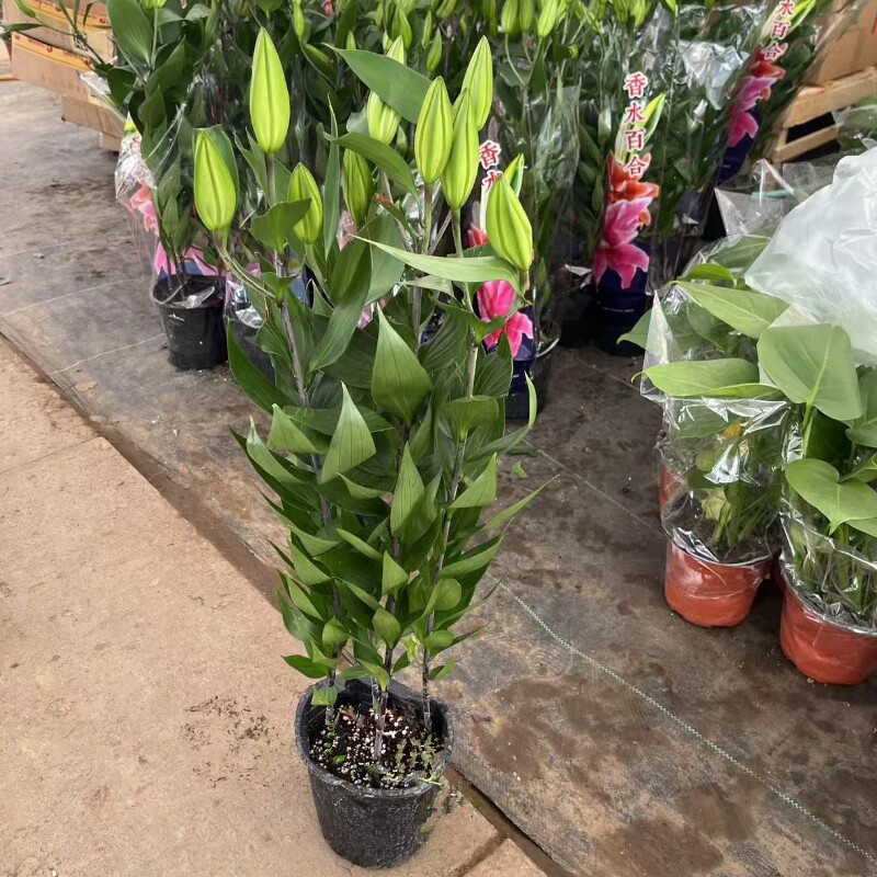 香水百合带花苞盆栽苗室内客厅四季好养植物花卉净化空气绿植阳台
