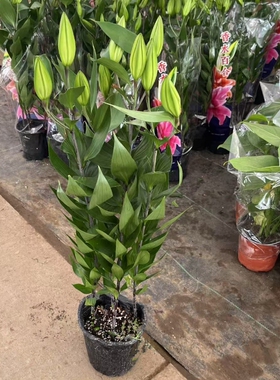 香水百合带花苞盆栽苗室内客厅四季好养植物花卉净化空气绿植阳台