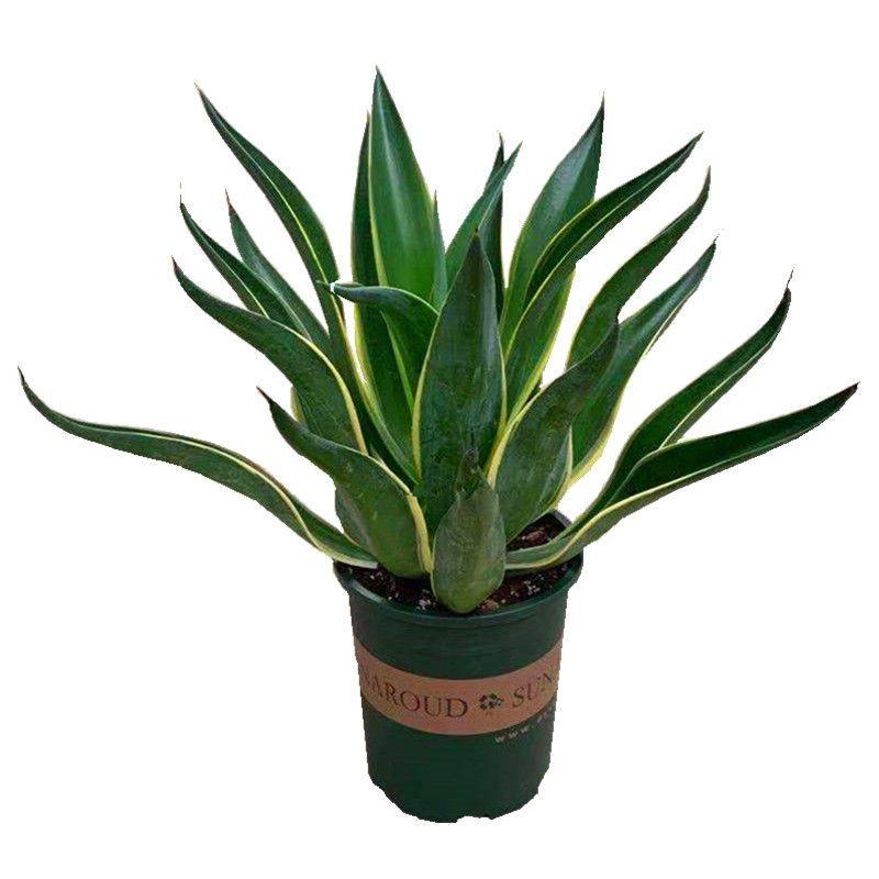 金边龙舌兰盆栽 多肉植物 虎皮兰绿植花卉超好养防辐射吸甲醛包邮