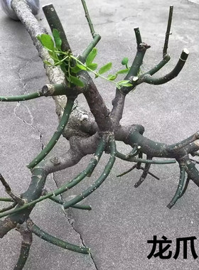 龙爪槐垂槐黄金槐树苗庭院种植