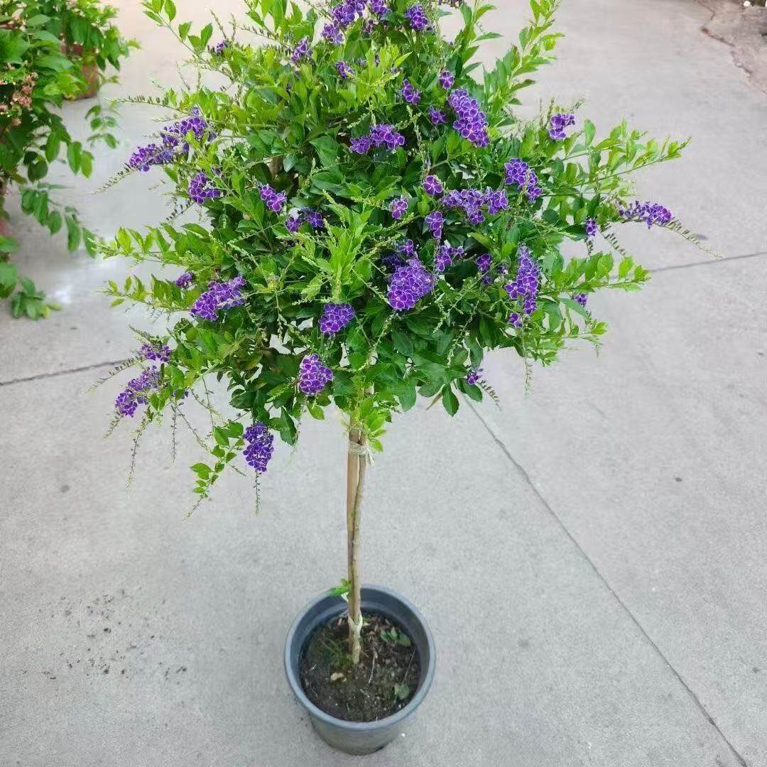 巧克力花蕾丝金露花懒人盆栽蓝精灵独杆棒棒糖阳台假连翘耐热四季