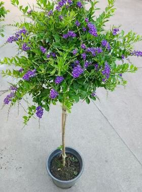 巧克力花蕾丝金露花懒人盆栽蓝精灵独杆棒棒糖阳台假连翘耐热四季