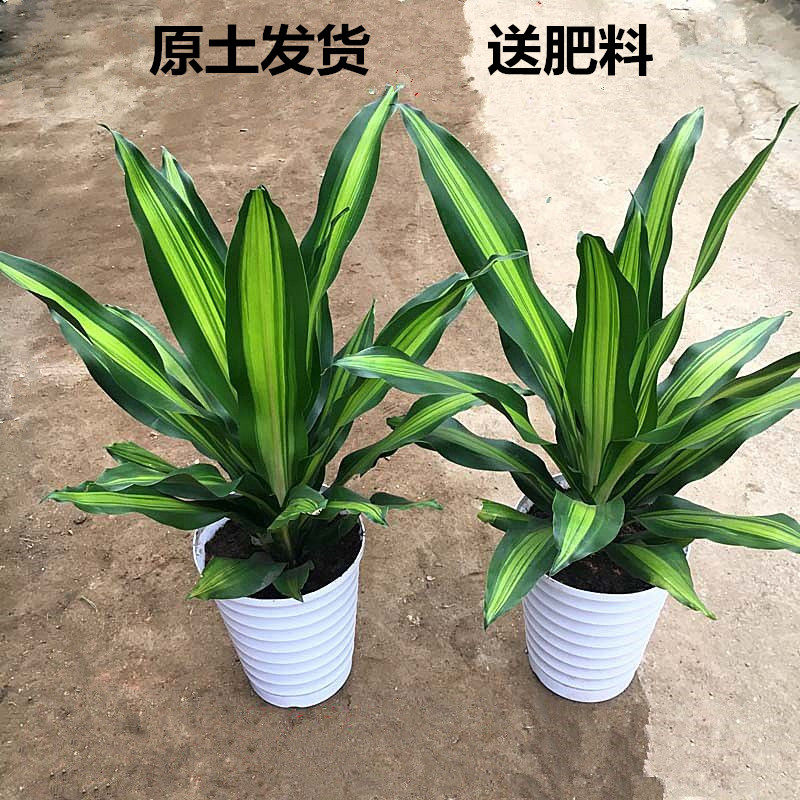 金边巴西铁树盆栽 香龙血树 室内植物 客厅绿植 花卉木 也门铁