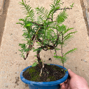 水杉丛林盆景盆栽办公室绿植小植物木本久生植物四季盆景室内绿植