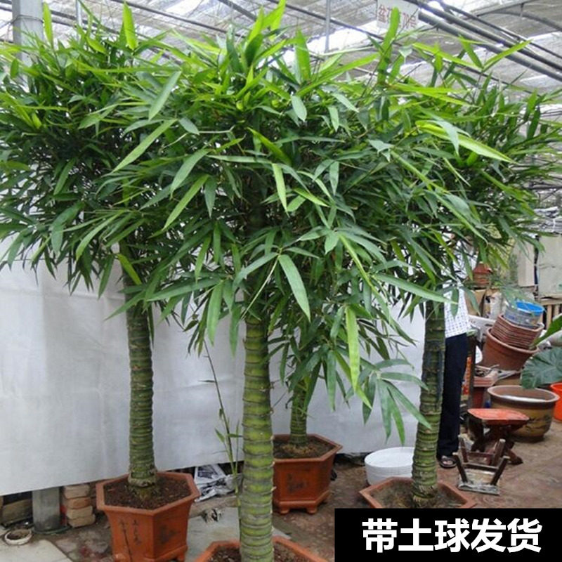 其他庭院阳台大型盆栽绿植办公室