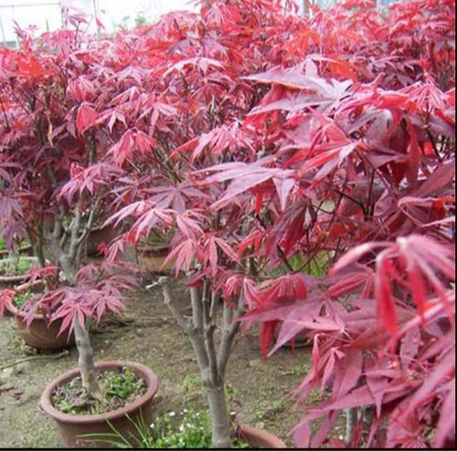 盆栽四季小苗花卉美国日本红枫