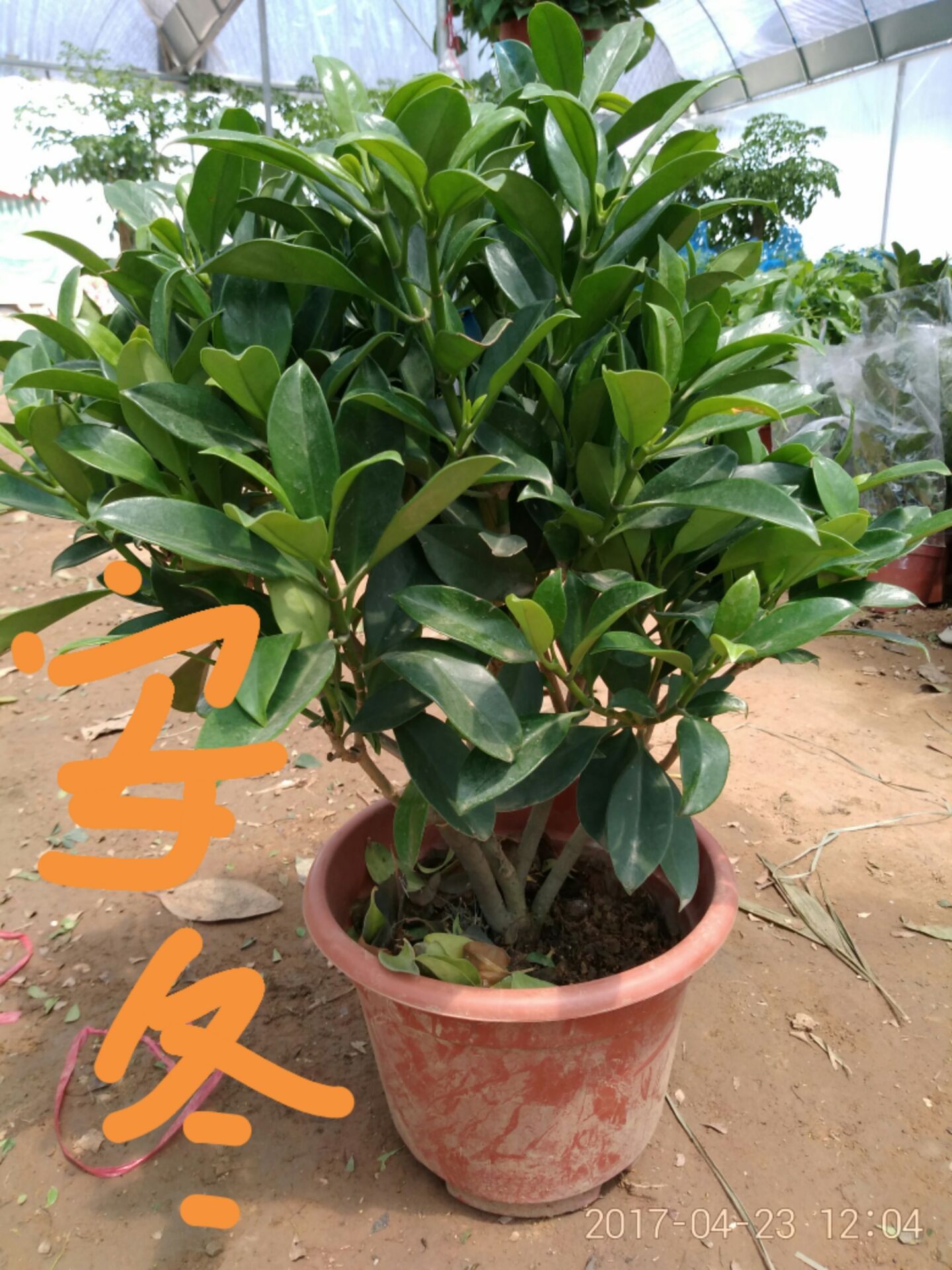 客厅办公室高档盆栽花卉非洲茉莉花绿色植物盆景四季常青净化空气