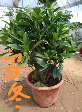 客厅办公室高档盆栽花卉非洲茉莉花绿色植物盆景四季常青净化空气
