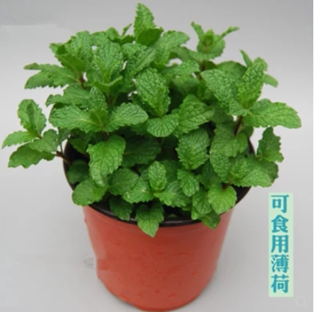 薄荷盆栽阳台办公室桌面室内迷你植物驱蚊香草淡香去异味绿植花卉