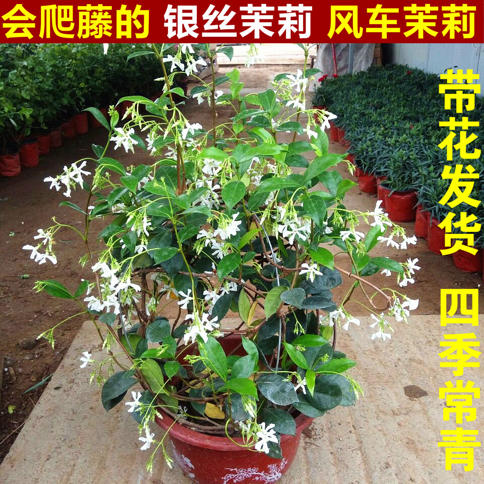 庭院爬藤植物银丝 风车茉莉盆栽花苗阳台室内四季常青络石藤