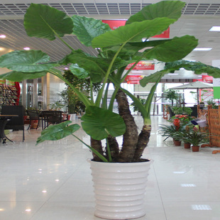 客厅盆景滴水观音观叶盆栽大海芋花卉大叶四季 常青室内植物