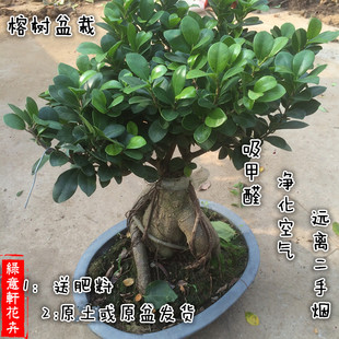 小叶榕 树苗 盆景造型大榕树盆景人参榕树树苗 净化空气盆栽盆景