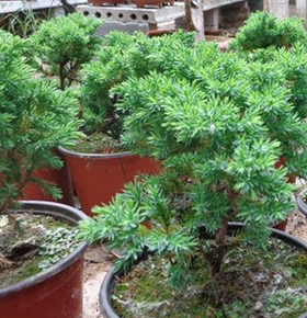 鱼川真柏纪州济州刺柏珍珠柏微型柏树盆景千寿丸寸稍黑松