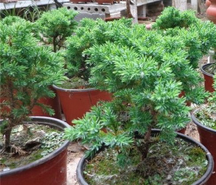 鱼川真柏纪州济州刺柏珍珠柏微型柏树盆景千寿丸寸稍黑松