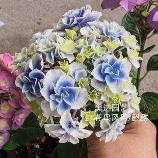 新品绣球花苗 花鸟风月 麒麟 旭日升天 蓝楹进口重瓣花卉庭院植物
