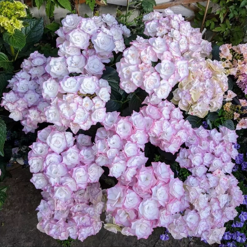 光云/闪亮20-11 进口大花绣球新品庭院露台花园植物盆栽扦插花苗